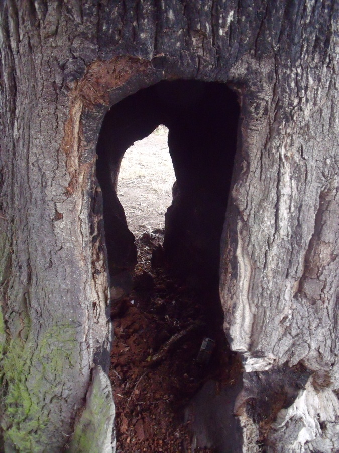 Hollow oak